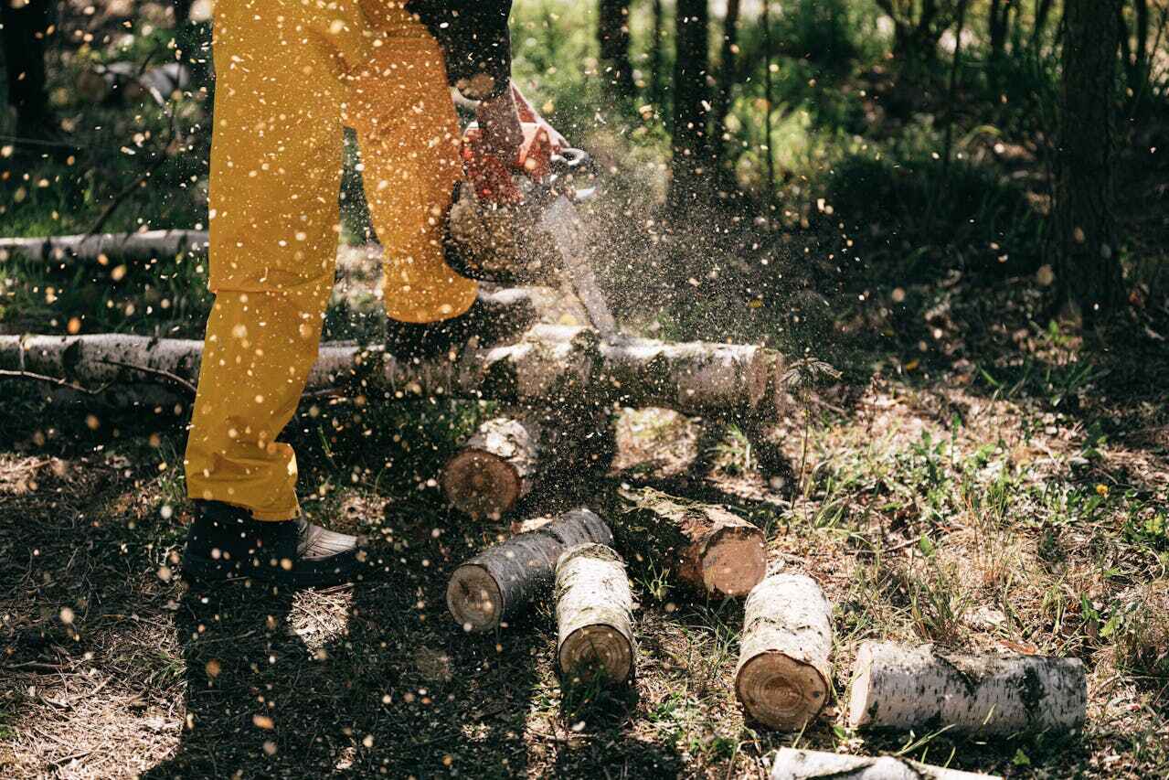 Tree Root Removal in Long View, NC